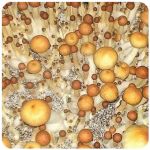 Псилоцибиновые (галлюциногенные)  грибы Psilocybin "Golden Teacher" в Кинешме